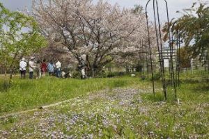 画像:片江市民緑地の桜の写真2