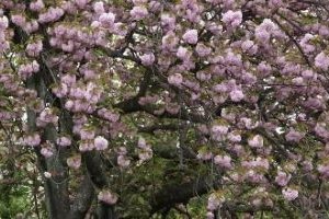 画像:片江市民緑地の桜の写真3