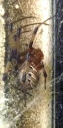 ハイイロゴケグモ(写真1)