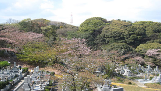 鴻巣山の緑と桜のピンクが美しい平尾霊園の画像