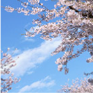 桧原桜公園の写真館