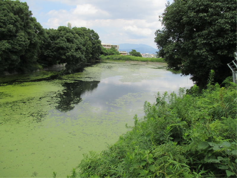 原田上池の画像