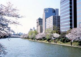 舞鶴公園堀端桜並木の写真