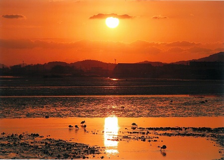 サギが主役の落日の干潟の画像