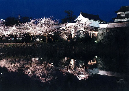 夜桜ライトアップの画像