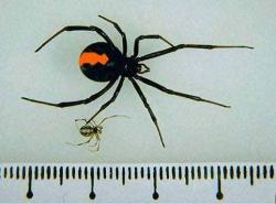 セアカゴケグモ　雌は体長１センチメートル　全体に黒く背中に赤い帯状の模様