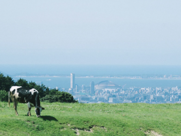 ABURAYAMAFUKUOKA牛と眺望の風景写真