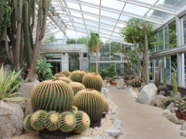 福岡市植物園の温室のサボテン写真