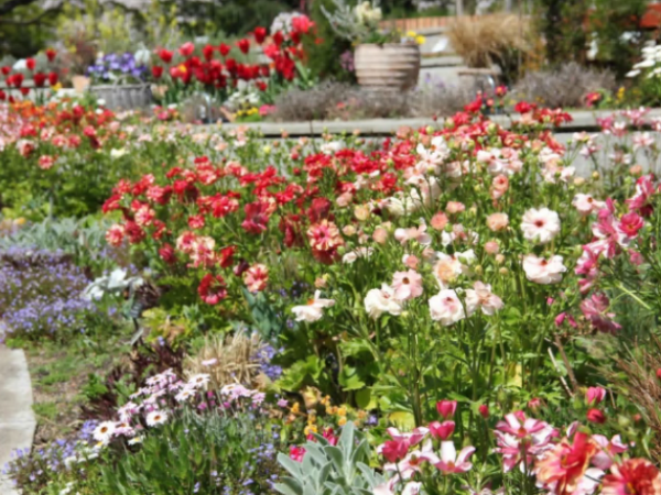 福岡市植物園の花壇の様子の写真