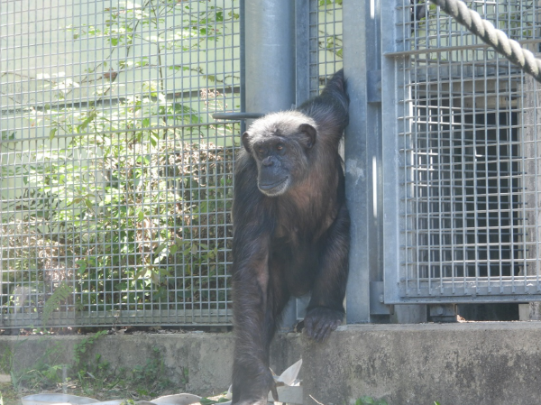福岡市動植物園のチンパンジー「キンコ」の写真