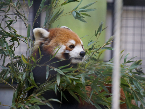 福岡市動植物園のレッサーパンダ「ノゾム」の写真