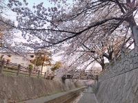 一本松川緑道桜風景