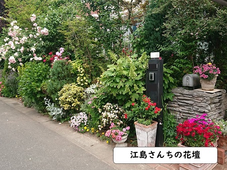 江島さんちの花壇の写真