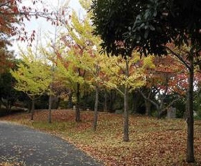 箱崎公園の紅葉の写真2