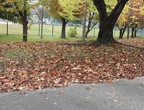 箱崎公園の紅葉の写真3