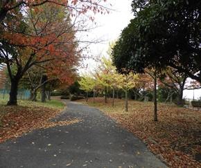 箱崎公園の紅葉の写真4