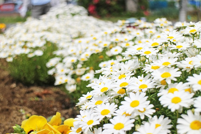 白い花がたくさん咲いている写真