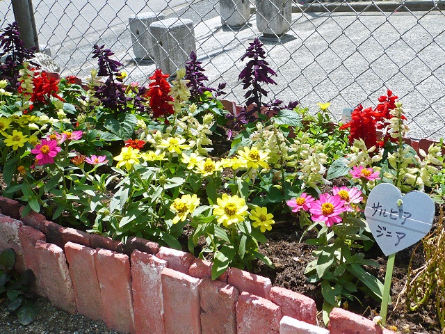 サルビアやジニアなどさまざまな花が植えられたプランターの写真