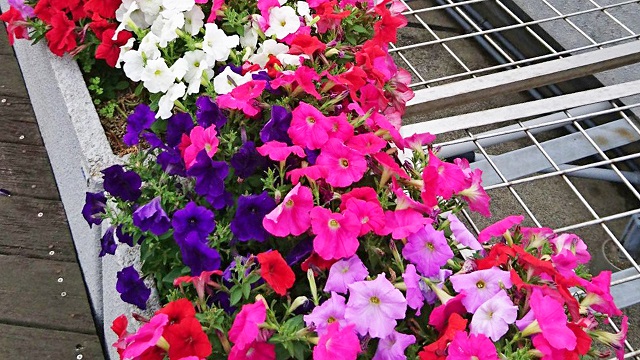 紫，赤，ピンクの花がたくさん咲いている写真