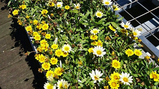 黄と白の花がたくさん咲いている写真