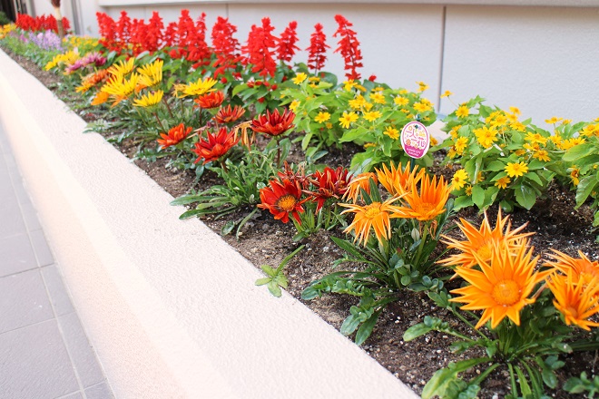 早良市民センター前のカラフルな花壇の写真