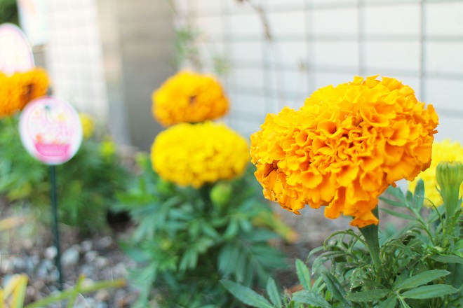 オレンジと黄の花たちの写真