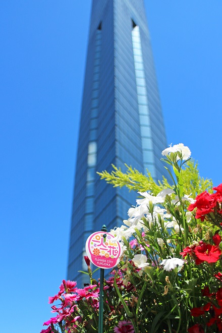 福岡タワーを背景に咲く花の写真