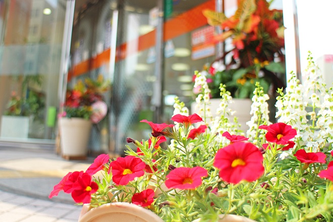 店舗入り口を背景にプランターで鮮やかな赤い花が咲いている写真