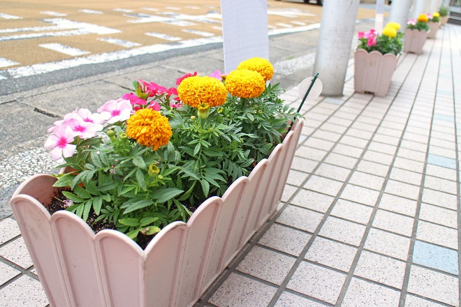 店舗前に並ぶプランターで黄，橙，ピンクの花が咲いている写真