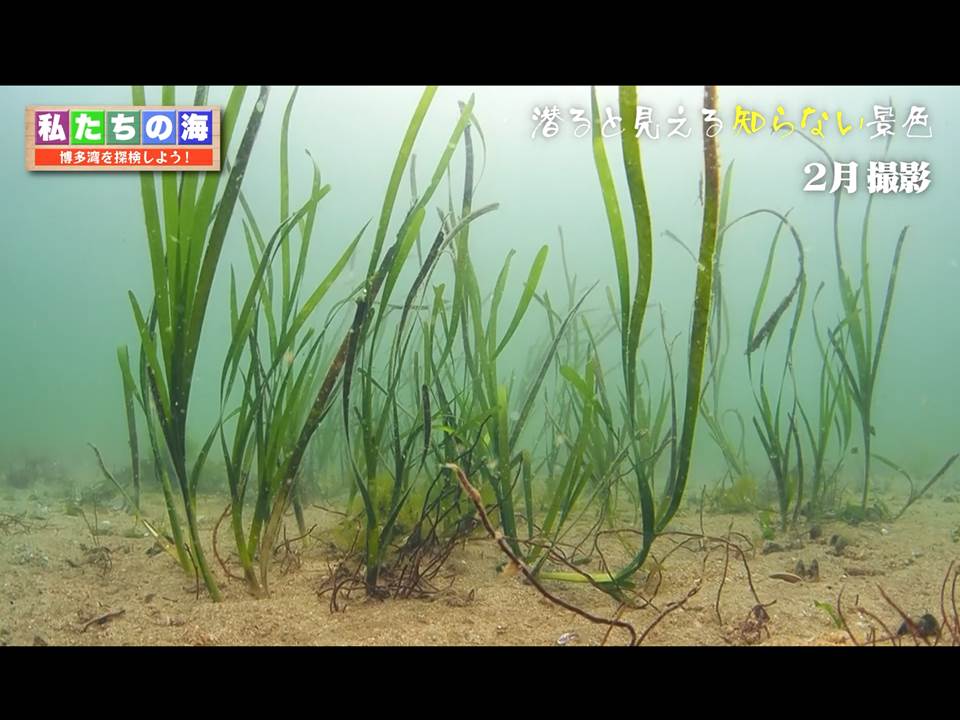 博多湾で撮影したアマモ（福岡チャンネル・YouTubeへ）