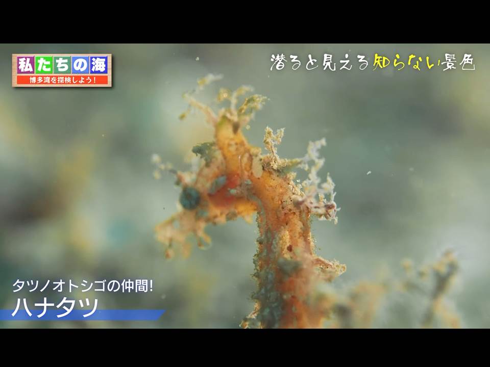 博多湾で撮影したハナタツ（福岡チャンネル・YouTubeへ）