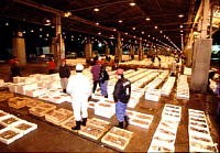 福岡市 鮮魚市場の１日
