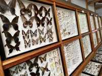 自然観察センター昆虫標本の写真