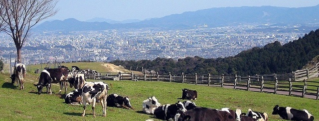もーもーらんど油山牧場から福岡市街地を見下ろしている写真