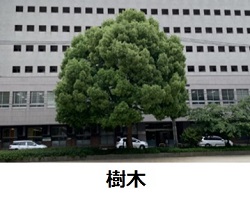 樹木の写真