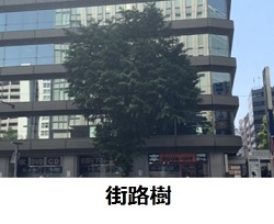 画像:街路樹