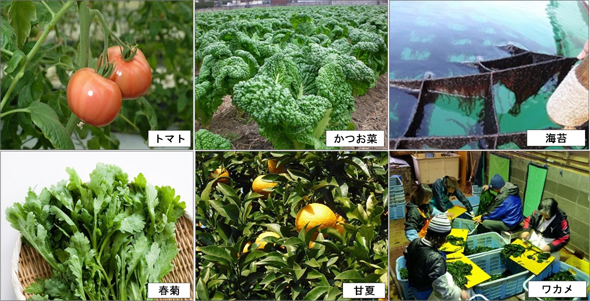市内産の農水産物の画像。トマト、かつお菜、海苔、春菊、甘夏、ワカメ。
