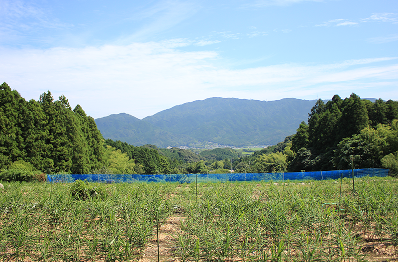 画像：米澤さんの畑