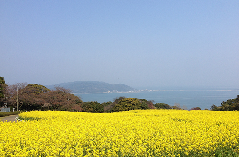 画像：能古島の菜の花畑の写真