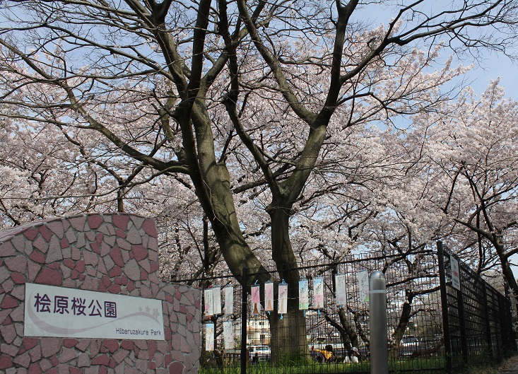 桧原桜公園