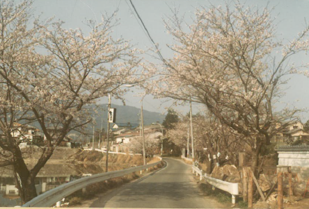 当時の桧原桜（道路拡張工事前）の写真
