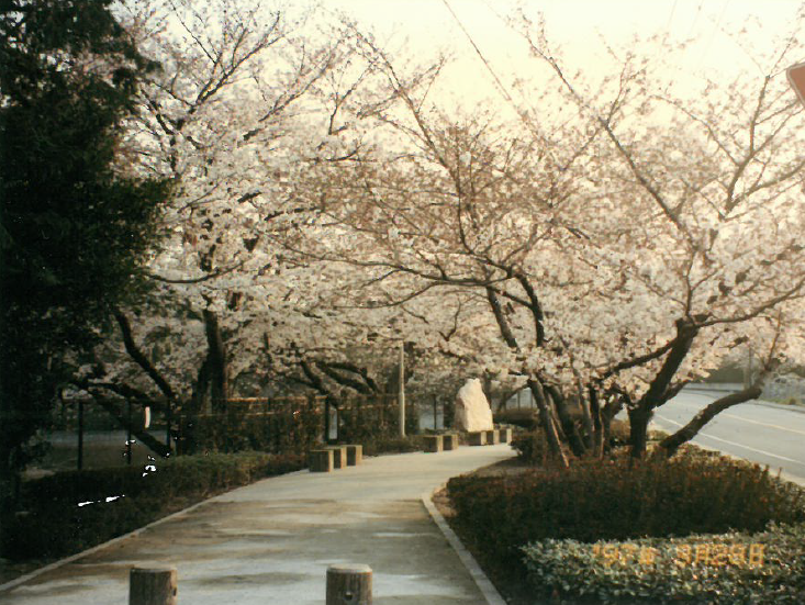 当時の桧原桜（道路拡張工事後）の写真