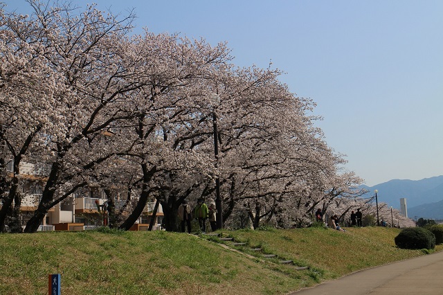 室見川沿いの桜