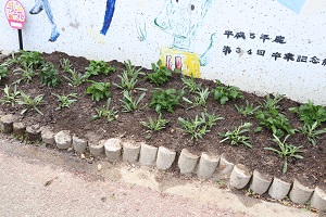別府小学校南門前花壇の花植え3