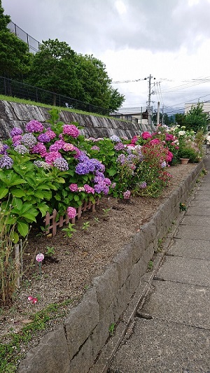 樋井川中央公園の紫陽花