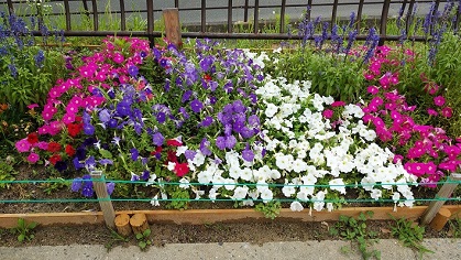 画像：下長尾中央公園の花壇