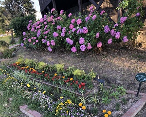 西の堤池の花壇と紫陽花