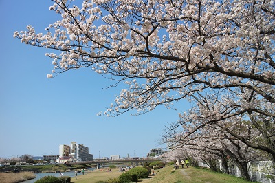 画像：桜の見どころ