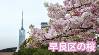 画像：早良区の桜