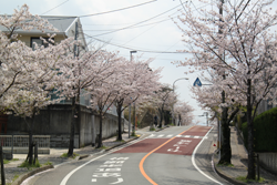 香住ケ丘の桜並木の写真